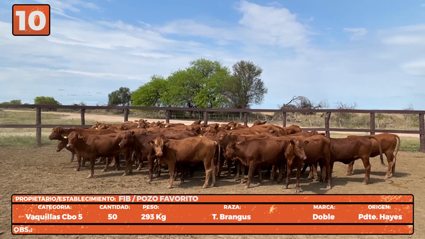 Lote LOTE 10