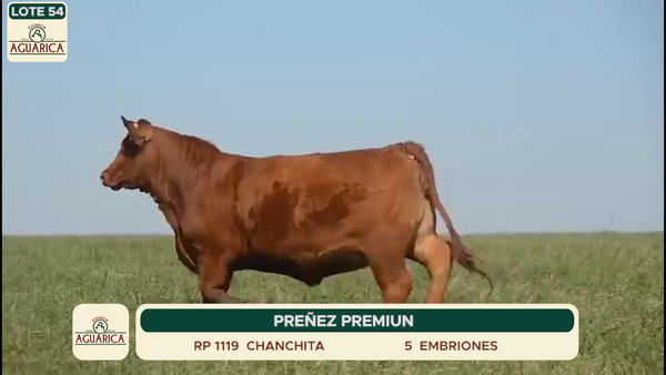 Lote LOTE 54