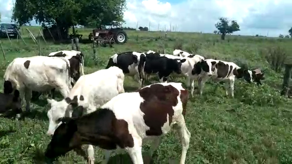 Lote 15 Terneras Holando