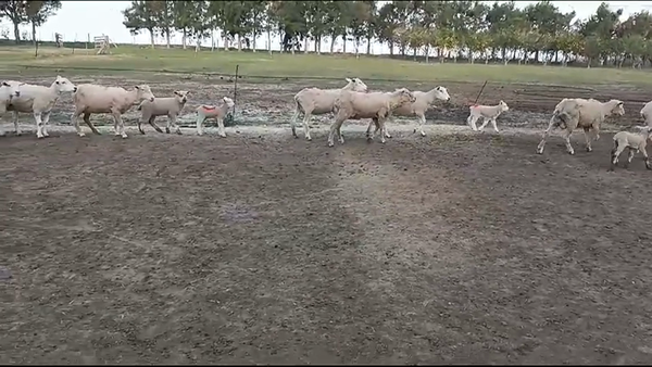Lote (Vendido)34 Piezas de cría TEXEL - IDEAL en VIBORAS Y VACAS