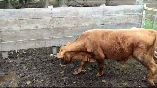 Lote Toros Brangus 500kg -  en Coronilla