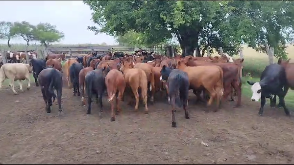 Lote 50 Vaquillonas en Diamante, Entre Ríos