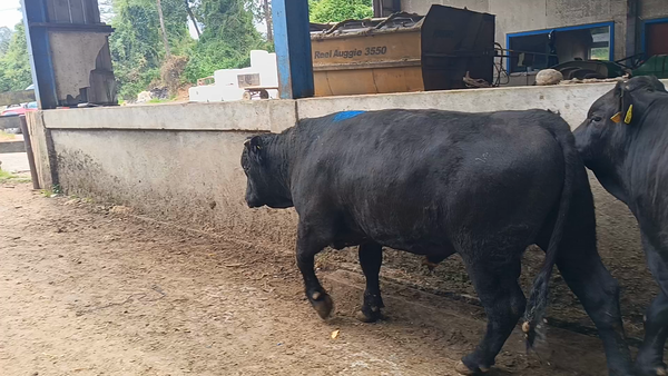 Lote 12 Torete en XIV Región Los Ríos, Futrono