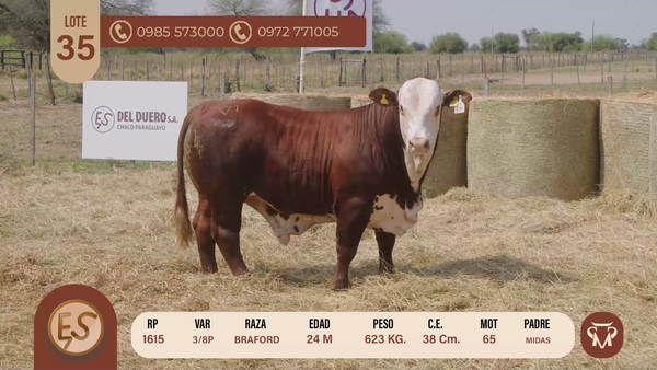 Lote TOROS BRAFORD 24 MESES