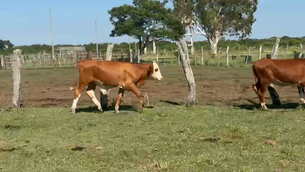 Lote 170 Novillitos