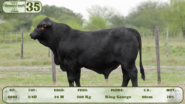 Lote LOTE 35