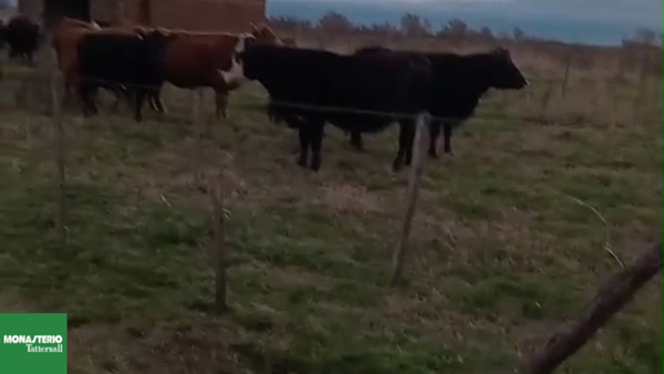 Lote 25 Vacas CUT preñadas en Buenos Aires, Daireaux