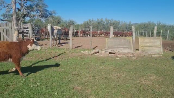 Lote 156 TERNERAS BRAFORD EN SAN JUSTO, SANTA FE