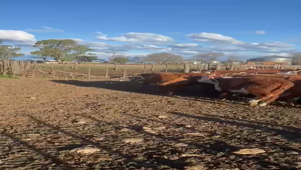 Lote 65 Terneras en Coronel Suarez, Buenos Aires