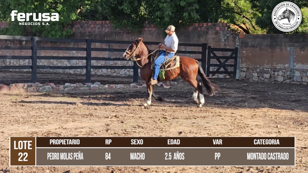 Lote LOTE 22 DE CAMPO
