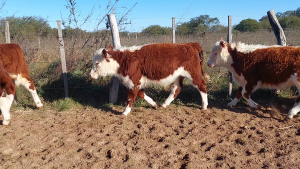 Lote 100 Terneros/as