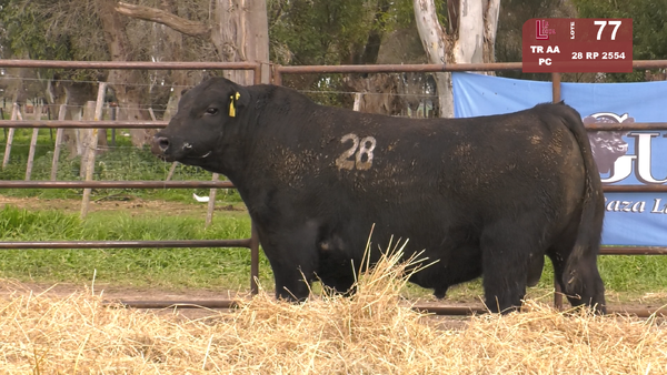Lote TOROS ANGUS NEGROS  PC