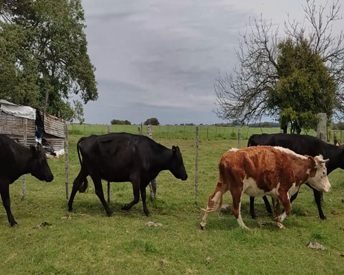 Lote (Vendido)6 Vacas de Invernada 2 AA,  1 AA X HE,  2 AA X HO,  1 HE 410kg - , Colonia