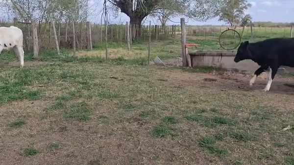 Lote 37 Novillo Holando Argentino en Villa Concepción del Tío, Córdoba