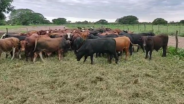 Lote 110 Terneros en Gral. San Martín, Chaco