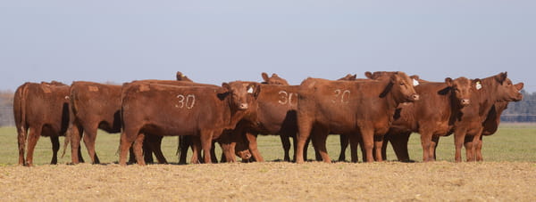 Lote VAQUILLONAS ANGUS PC PARICION OTOÑO