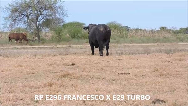 Lote Toro