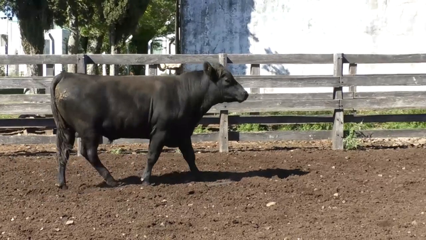 Lote Toro 2 años