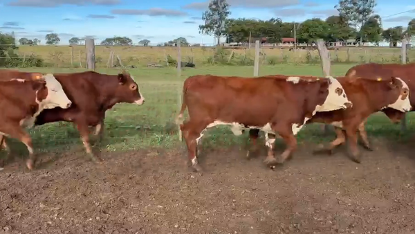 Lote 110 Terneros en Corrientes, Saladas
