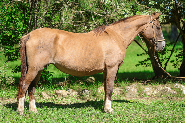 Lote LO MIRANDA FRANCA