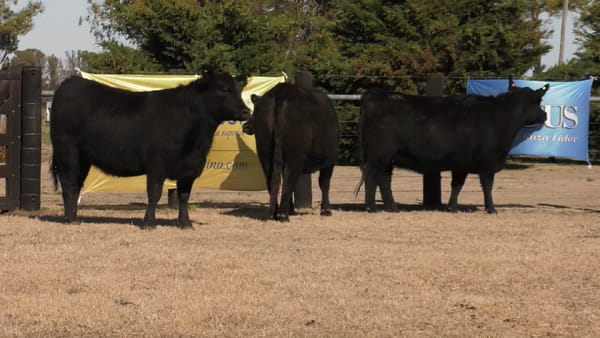 Lote VAQ.  ANGUS PC PREÑADAS PARICION PRIMAVERA