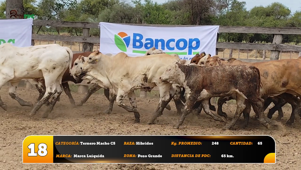 Lote Ternero Macho C5