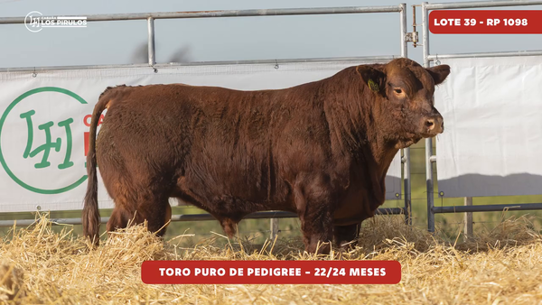Lote TOROS PUROS DE PEDIGREE - 22/24 meses