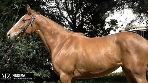 Lote FINISIMA (TRUE CAUSE - FINALMENTE)