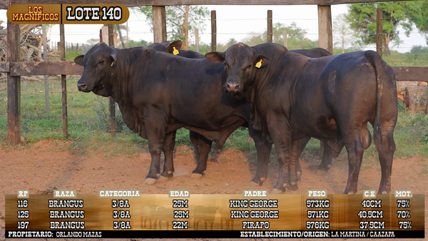 Lote LOTE 140 - VIVO
