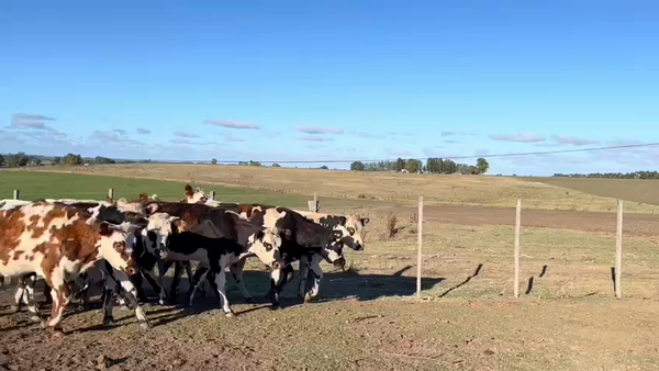 Lote NOVILLOS 1 a 2 AÑOS