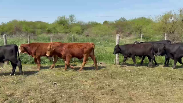 Lote 65 Terneros