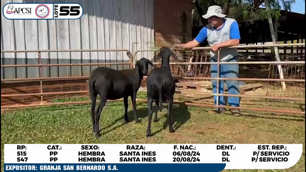 Lote LOTE 55