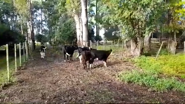 Lote 5 Terneros y Terneras 2 HOLANDO - 2 ANGUS/ HOLANDO - 1 HOLANDO/ HEREFORD 160kg -  en PLAYA FOMENTO