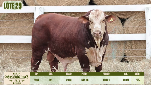 Lote LOTE 29
