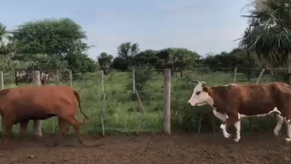 Lote 43 Vacas nuevas Preñadas en Pto. Eva Perón, Chaco