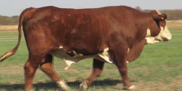 Lote TOROS(CORRAL 28)BRAFORD "CABAÑA EL DESAFIO"