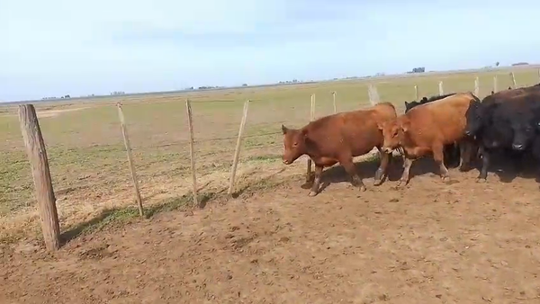 Lote 83 Novillos en Camilo Aldao, Córdoba