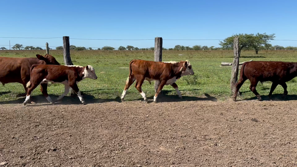 Lote 60 Terneros/as