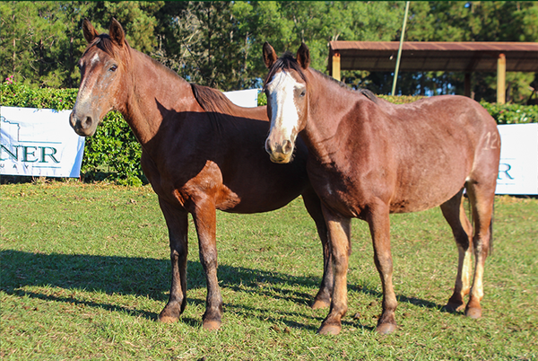 Lote ENB JEROVIA 126