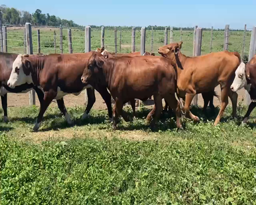 Lote 70 Vaquillonas en Pirané, Formosa