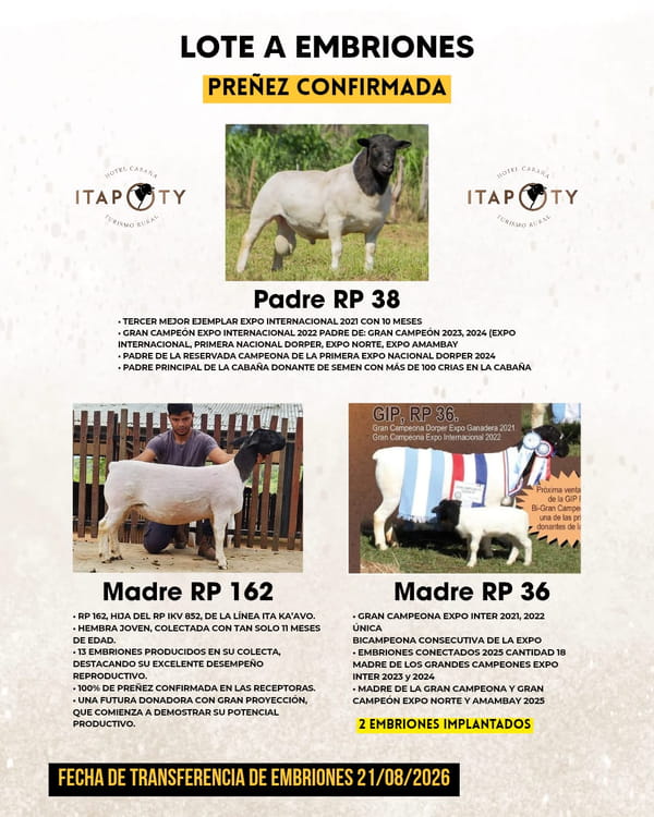 Lote LOTE A