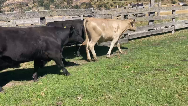 Lote 19 Novillo Engorda en Chile Chico, XI Región Aysén