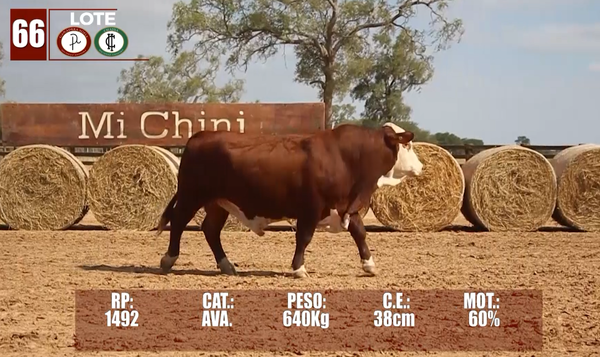 Lote Lote 66
