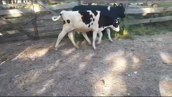 Lote (Vendido)2 Terneros Holando HOLANDO 140kg -  en COLONIA SUIZA