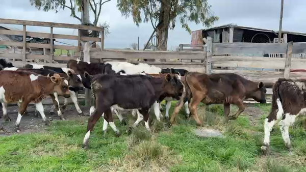 Lote TERNEROS