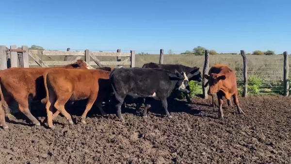 Lote 45 Novillos