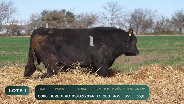 Lote TOROS PC a CAMPO con DEPs