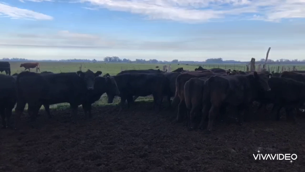 Lote 37 Vaquillonas P/ entorar en Mercedes, Buenos Aires