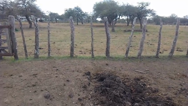 Lote 40 Vientres preñados en Entre Ríos, Federal
