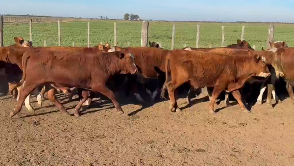 Lote 40 Novillitos en Santa Fe, La Rubia
